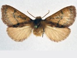 Pseudolyra distincta